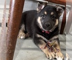 Small #10 German Shepherd Dog