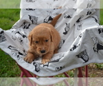 Small #1 Golden Retriever