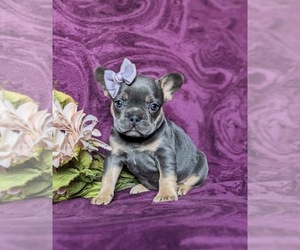 French Bulldog Puppy for sale in QUARRYVILLE, PA, USA