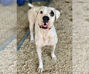 Boxer Dogs for adoption in Austin, TX, USA