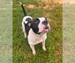 Small Photo #4 American Staffordshire Terrier-Unknown Mix Puppy For Sale in Muskegon, MI, USA