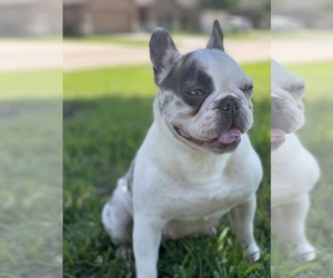 Mother of the French Bulldog puppies born on 03/25/2025