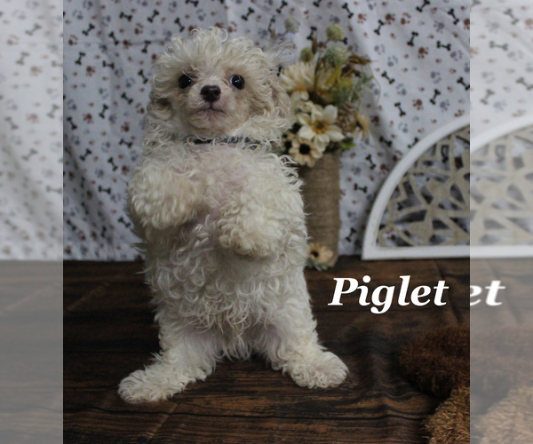 Medium Photo #20 Poodle (Toy) Puppy For Sale in CHANUTE, KS, USA