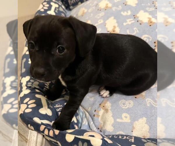 Medium Photo #1 Chiweenie Puppy For Sale in Los Angeles, CA, USA