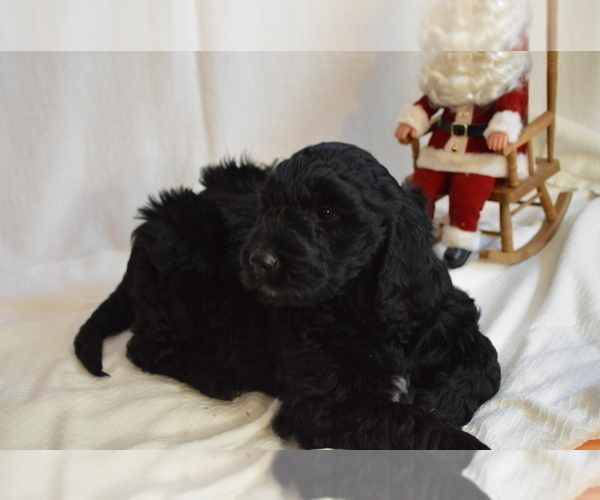 Medium Photo #2 Goldendoodle Puppy For Sale in CHILLICOTHE, OH, USA