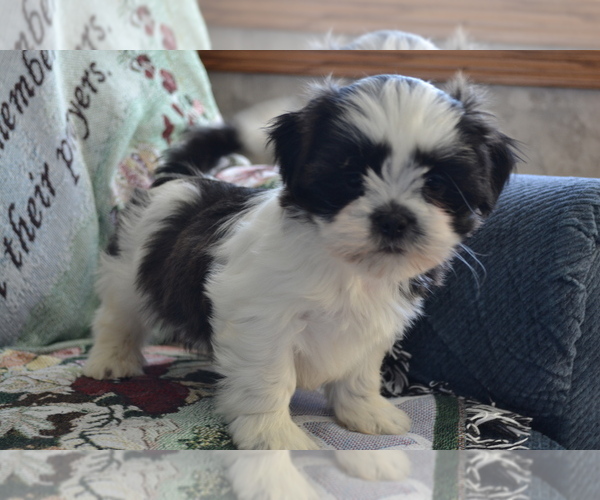Medium Photo #1 Shih Tzu-Zuchon Mix Puppy For Sale in GREENWOOD, WI, USA
