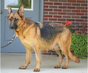 Mother of the German Shepherd Dog puppies born on 06/17/2019