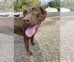 Small #4 American Pit Bull Terrier-Chocolate Labrador retriever Mix