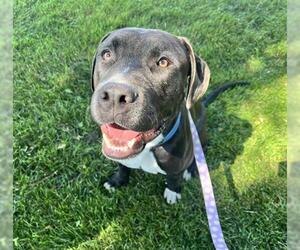 American Pit Bull Terrier Dogs for adoption in Denver, CO, USA