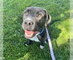 Small American Pit Bull Terrier