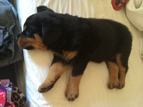 Medium Photo #1 Rottweiler Puppy For Sale in GARLAND, TX, USA