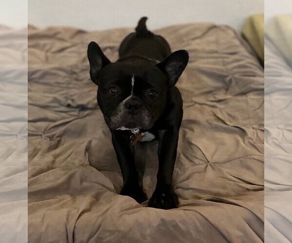 Medium Photo #3 French Bulldog Puppy For Sale in Queen Creek, AZ, USA