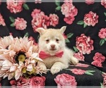 Small Photo #8 Pomsky Puppy For Sale in QUARRYVILLE, PA, USA