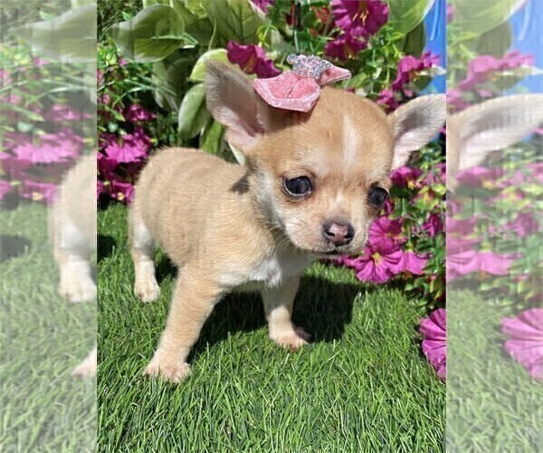 Medium Photo #13 Chihuahua Puppy For Sale in MIAMI, FL, USA