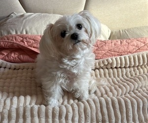Mother of the Maltese puppies born on 04/15/2025