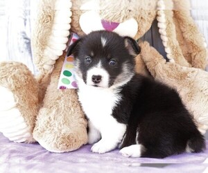 Pembroke Welsh Corgi Puppy for sale in FREDERICKSBG, OH, USA