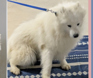 Father of the Samoyed puppies born on 12/14/2024