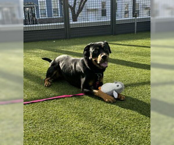 Medium Photo #3 Rottweiler Puppy For Sale in Hillsboro, NH, USA