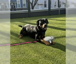 Small #2 Rottweiler