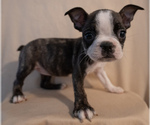 Small #10 Boston Terrier