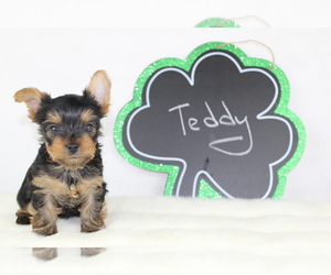 Yorkshire Terrier Puppy for sale in VANCOUVER, WA, USA