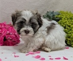 Small #13 Havanese