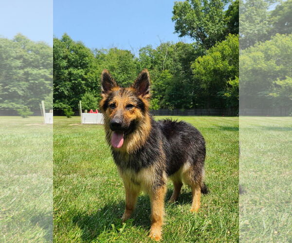 Medium Photo #1 German Shepherd Dog-Unknown Mix Puppy For Sale in Columbus, IN, USA