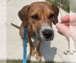 Small #1 Retriever  Mix