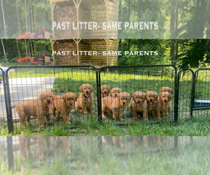 Golden Retriever Puppy for sale in S HADLEY, MA, USA