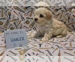 Small Photo #52 Maltipoo (Miniature) Puppy For Sale in BROOKFIELD, MO, USA