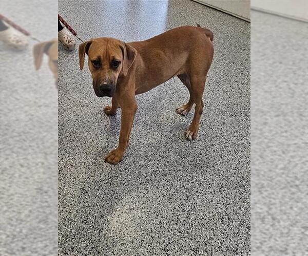 Medium Photo #1 Black Mouth Cur-Unknown Mix Puppy For Sale in Palmetto, FL, USA