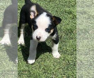 Cowboy Corgi Puppy for sale in BRIGGSDALE, CO, USA