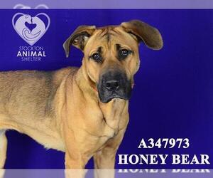 Rhodesian Ridgeback Dogs for adoption in Stockton, CA, USA