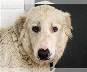Great Pyrenees-Unknown Mix Dogs for adoption in Houston, TX, USA