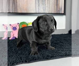 Doxle Puppy for sale in FRANKLIN, IN, USA