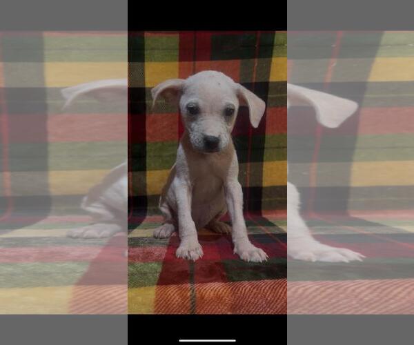 Medium Photo #1 Mutt Puppy For Sale in The Woodlands, TX, USA