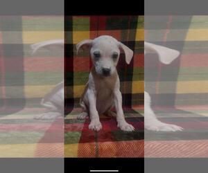 Mutt Dogs for adoption in The Woodlands, TX, USA