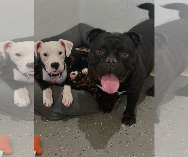 Medium Photo #2 Mutt Puppy For Sale in Las Vegas, NV, USA