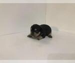 Small Photo #3 American Bully Puppy For Sale in ATL, GA, USA