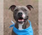 Small American Staffordshire Terrier