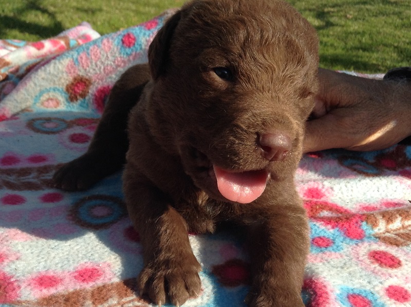 Medium Photo #1 Chesapeake Bay Retriever Puppy For Sale in ASTOR, FL, USA