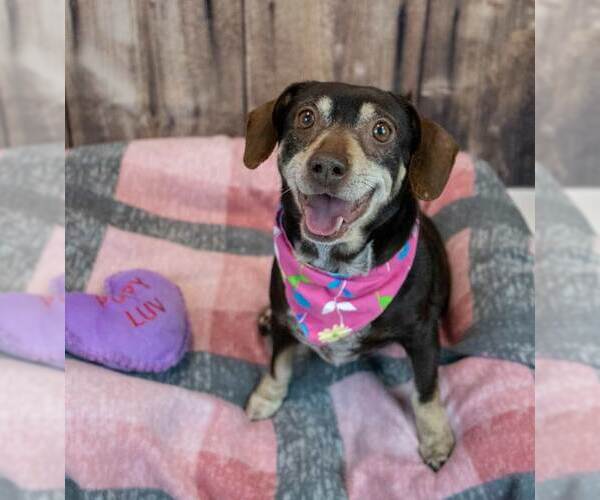 Medium Photo #8 Doxle Puppy For Sale in Kennesaw, GA, USA