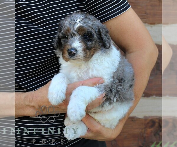 Medium Photo #3 Bernedoodle (Miniature) (+ Poodle Miniature) Puppy For Sale in NARVON, PA, USA
