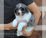 Small #2 Bernedoodle (Miniature) (+ Poodle Miniature)