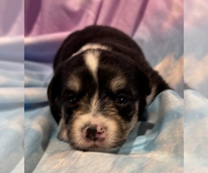 Pembroke Welsh Corgi-Poodle (Miniature) Mix Puppy for sale in LONGMONT, CO, USA