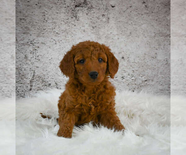 Full screen Photo #1 Goldendoodle (Miniature) Puppy For Sale in ITASCA, TX, USA