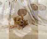 Small #1 Papitese