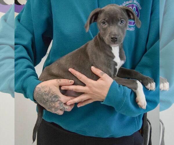 Medium Photo #2 American Staffordshire Terrier-Labrador Retriever Mix Puppy For Sale in Huntley, IL, USA