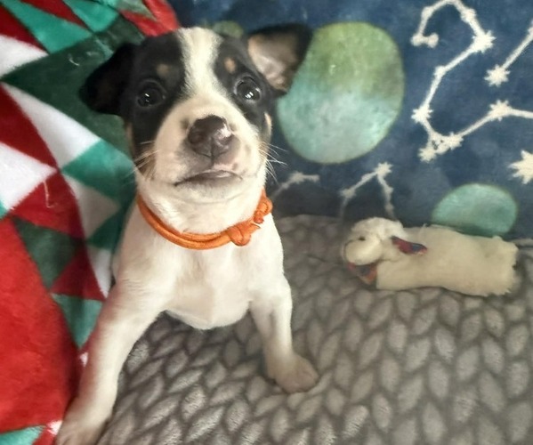 Medium Photo #1 Rat Terrier Puppy For Sale in MOLALLA, OR, USA