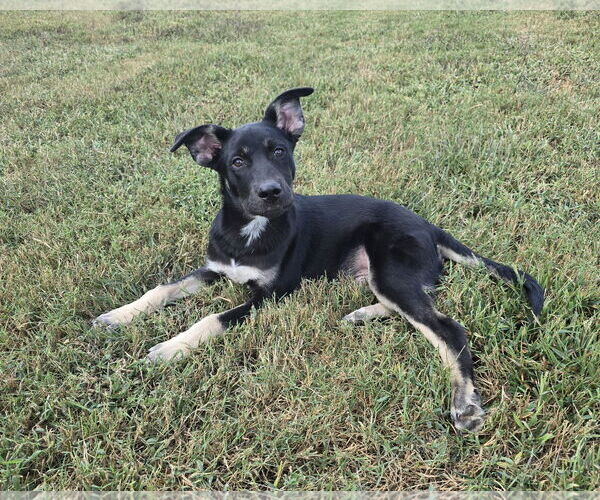 Medium Photo #3 Siberian Husky-Unknown Mix Puppy For Sale in McDonough, GA, USA